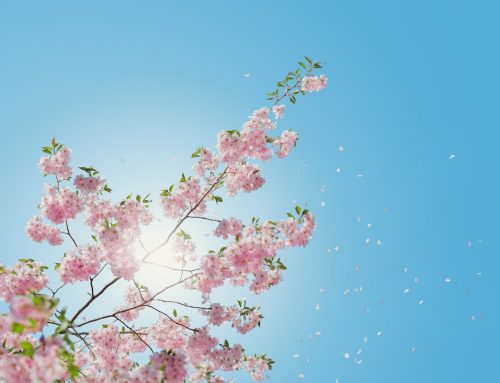 Ordningsexperten förverkligar sin dröm och möter våren i Flodafors | Keep it Smpl™